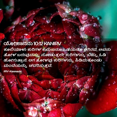 Picture 02 - ಯೋಹಾನನು 10:12 KANIRV - ಕೂಲಿಯಾಳು ಕುರಿಗಳ - Bible Verse Picture