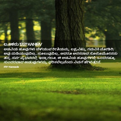 Picture 02 - ಲೂಕನು 12:27 KANIRV - ಅಡವಿಯ ಹೂವುಗಳು - Bible Verse Picture