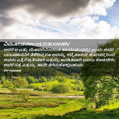 Picture 02 - ವಿಮೋಚನಕಾಂಡ 21:36 KANIRV - ಆದರೆ ಆ ಎತ್ತು - Bible Verse Picture