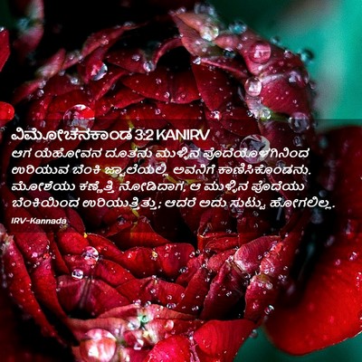 Picture 02 - ವಿಮೋಚನಕಾಂಡ 3:2 KANIRV - ಆಗ ಯೆಹೋವನ ದೂತನು - Bible Verse Picture