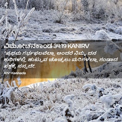 Picture 02 - ವಿಮೋಚನಕಾಂಡ 34:19 KANIRV - “ಪ್ರಥಮ - Bible Verse Picture