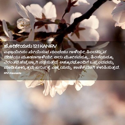 Picture 02 - ಹೋಶೇಯನು 12:1 KANIRV - ಎಫ್ರಾಯೀಮು ಮೇಯಿಸುವ - Bible Verse Picture