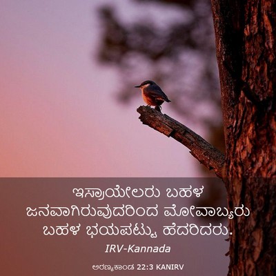 Picture 03 - ಅರಣ್ಯಕಾಂಡ 22:3 KANIRV - ಇಸ್ರಾಯೇಲರು ಬಹಳ - Bible Verse Picture