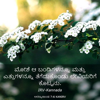 Picture 03 - ಅರಣ್ಯಕಾಂಡ 7:6 KANIRV - ಮೋಶೆ ಆ ಬಂಡಿಗಳನ್ನೂ - Bible Verse Picture