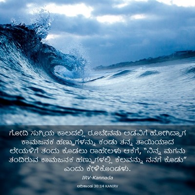 Picture 03 - ಆದಿಕಾಂಡ 30:14 KANIRV - ಗೋದಿ ಸುಗ್ಗಿಯ - Bible Verse Picture