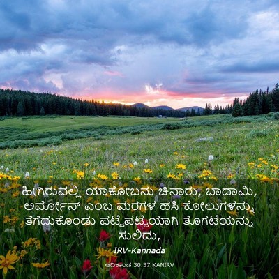 Picture 03 - ಆದಿಕಾಂಡ 30:37 KANIRV - ಹೀಗಿರುವಲ್ಲಿ - Bible Verse Picture