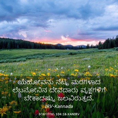Picture 03 - ಕೀರ್ತನೆಗಳು 104:16 KANIRV - ಯೆಹೋವನು ನೆಟ್ಟ - Bible Verse Picture