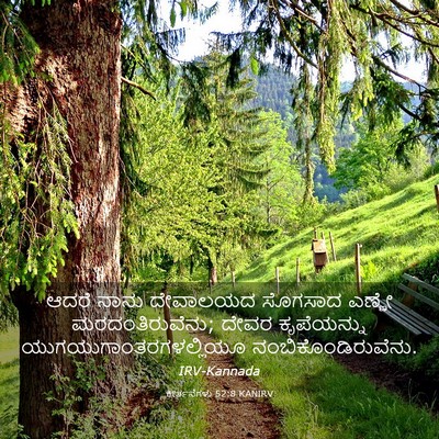 Picture 03 - ಕೀರ್ತನೆಗಳು 52:8 KANIRV - ಆದರೆ ನಾನು ದೇವಾಲಯದ - Bible Verse Picture