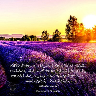 Picture 03 - ಕೀರ್ತನೆಗಳು 78:71 KANIRV - ಕುರಿಮರಿಗಳನ್ನು - Bible Verse Picture