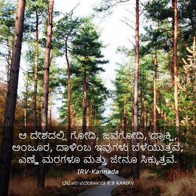 Picture 03 - ಧರ್ಮೋಪದೇಶಕಾಂಡ 8:8 KANIRV - ಆ ದೇಶದಲ್ಲಿ ಗೋದಿ, - Bible Verse Picture