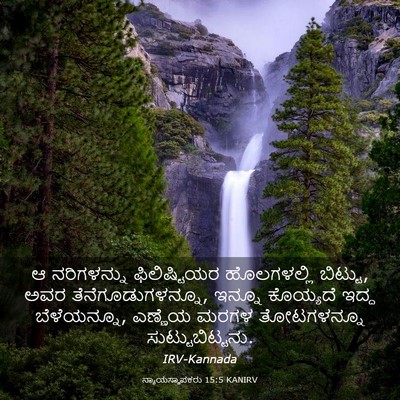 Picture 03 - ನ್ಯಾಯಸ್ಥಾಪಕರು 15:5 KANIRV - ಆ ನರಿಗಳನ್ನು - Bible Verse Picture