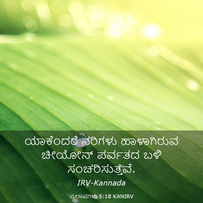 Picture 03 - ಪ್ರಲಾಪಗಳು 5:18 KANIRV - ಯಾಕೆಂದರೆ ನರಿಗಳು - Bible Verse Picture