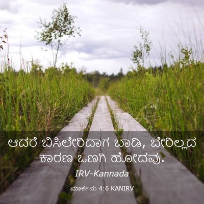 Picture 03 - ಮಾರ್ಕನು 4:6 KANIRV - ಆದರೆ ಬಿಸಿಲೇರಿದಾಗ - Bible Verse Picture