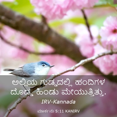 Picture 03 - ಮಾರ್ಕನು 5:11 KANIRV - ಅಲ್ಲಿಯ ಗುಡ್ಡದಲ್ಲಿ - Bible Verse Picture
