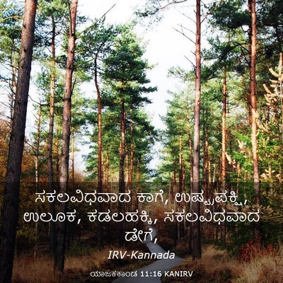 Picture 03 - ಯಾಜಕಕಾಂಡ 11:16 KANIRV - ಸಕಲವಿಧವಾದ ಕಾಗೆ, - Bible Verse Picture