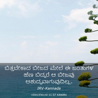 Picture 03 - ಯಾಜಕಕಾಂಡ 11:37 KANIRV - ಬಿತ್ತಬೇಕಾದ ಬೀಜದ - Bible Verse Picture