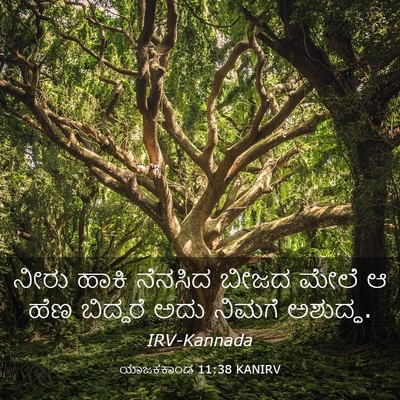 Picture 03 - ಯಾಜಕಕಾಂಡ 11:38 KANIRV - ನೀರು ಹಾಕಿ ನೆನಸಿದ - Bible Verse Picture