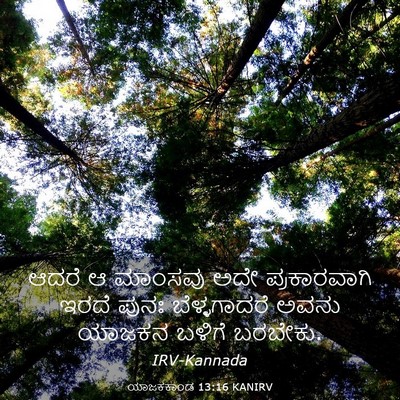 Picture 03 - ಯಾಜಕಕಾಂಡ 13:16 KANIRV - ಆದರೆ ಆ ಮಾಂಸವು ಅದೇ - Bible Verse Picture