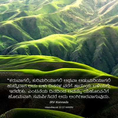 Picture 03 - ಯಾಜಕಕಾಂಡ 22:27 KANIRV - “ಕರುವಾಗಲಿ, - Bible Verse Picture