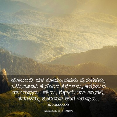 Picture 03 - ಯೆಶಾಯನು 17:5 KANIRV - ಹೊಲದಲ್ಲಿ ಬೆಳೆ - Bible Verse Picture