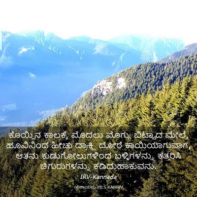 Picture 03 - ಯೆಶಾಯನು 18:5 KANIRV - ಕೊಯ್ಲಿನ ಕಾಲಕ್ಕೆ - Bible Verse Picture