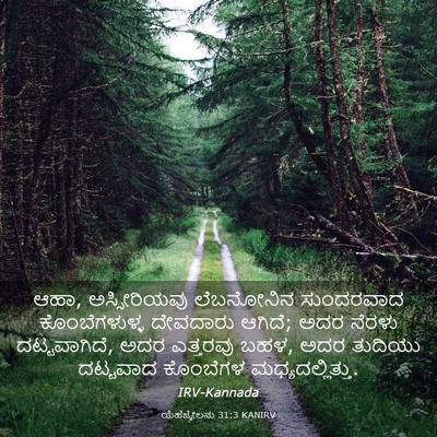 Picture 03 - ಯೆಹೆಜ್ಕೇಲನು 31:3 KANIRV - ಆಹಾ, ಅಸ್ಸೀರಿಯವು - Bible Verse Picture