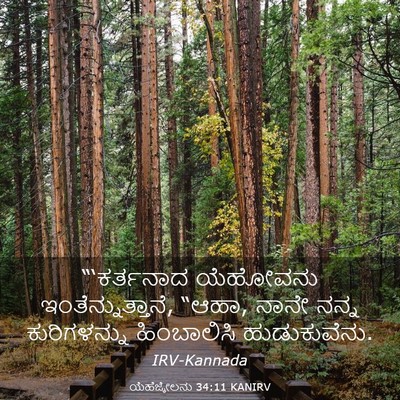 Picture 03 - ಯೆಹೆಜ್ಕೇಲನು 34:11 KANIRV - “‘ಕರ್ತನಾದ ಯೆಹೋವನು - Bible Verse Picture