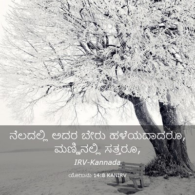 Picture 03 - ಯೋಬನು 14:8 KANIRV - ನೆಲದಲ್ಲಿ ಅದರ ಬೇರು - Bible Verse Picture