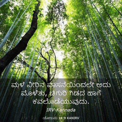 Picture 03 - ಯೋಬನು 14:9 KANIRV - ಮಳೆ ನೀರಿನ - Bible Verse Picture