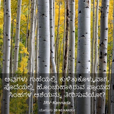 Picture 03 - ಯೋಬನು 38:40 KANIRV - ಅವುಗಳು ಗುಹೆಯಲ್ಲಿ - Bible Verse Picture