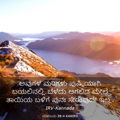 Picture 03 - ಯೋಬನು 39:4 KANIRV - ಅವುಗಳ ಮರಿಗಳು - Bible Verse Picture