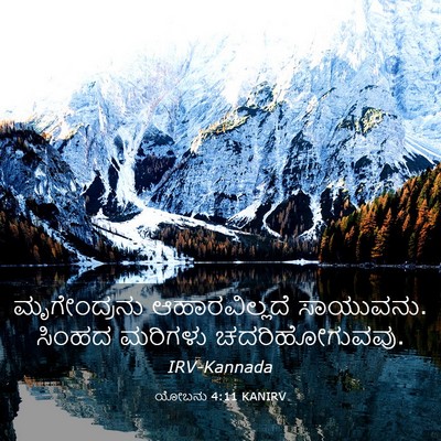 Picture 03 - ಯೋಬನು 4:11 KANIRV - ಮೃಗೇಂದ್ರನು - Bible Verse Picture