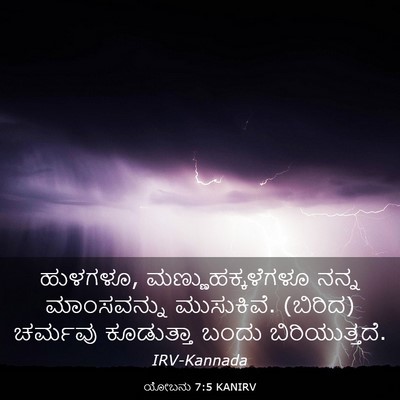 Picture 03 - ಯೋಬನು 7:5 KANIRV - ಹುಳಗಳೂ, - Bible Verse Picture