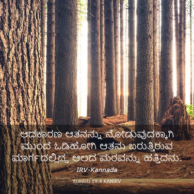 Picture 03 - ಲೂಕನು 19:4 KANIRV - ಆದಕಾರಣ ಆತನನ್ನು - Bible Verse Picture