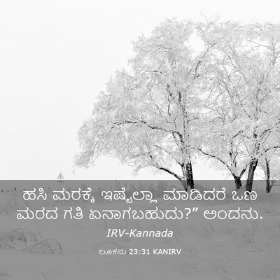 Picture 03 - ಲೂಕನು 23:31 KANIRV - ಹಸಿ ಮರಕ್ಕೆ - Bible Verse Picture