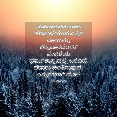 Picture 04 - 1 ಕೊರಿಂಥದವರಿಗೆ 9:9 KANIRV - “ಕಣತುಳಿಯುವ ಎತ್ತಿನ - Bible Verse Picture