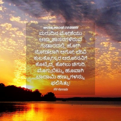 Picture 04 - ಅರಣ್ಯಕಾಂಡ 17:8 KANIRV - ಮರುದಿನ ಮೋಶೆಯು - Bible Verse Picture