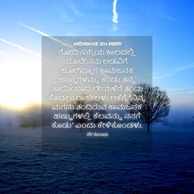 Picture 04 - ಆದಿಕಾಂಡ 30:14 KANIRV - ಗೋದಿ ಸುಗ್ಗಿಯ - Bible Verse Picture