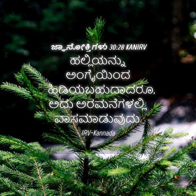 Picture 04 - ಜ್ಞಾನೋಕ್ತಿಗಳು 30:28 KANIRV - ಹಲ್ಲಿಯನ್ನು - Bible Verse Picture