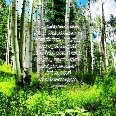 Picture 04 - ಜ್ಞಾನೋಕ್ತಿಗಳು 6:22 KANIRV - ನೀನು ನಡೆಯುವಾಗ ಆ - Bible Verse Picture