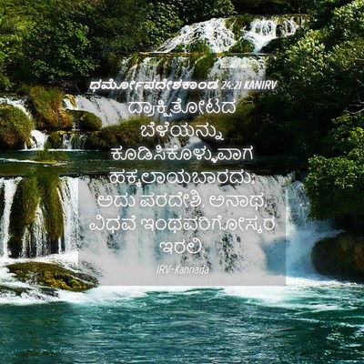 Picture 04 - ಧರ್ಮೋಪದೇಶಕಾಂಡ 24:21 KANIRV - ದ್ರಾಕ್ಷಿತೋಟದ - Bible Verse Picture