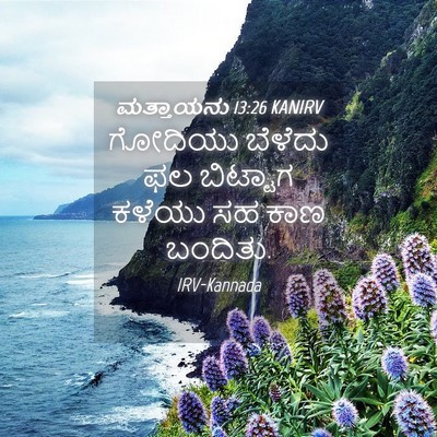 Picture 04 - ಮತ್ತಾಯನು 13:26 KANIRV - ಗೋದಿಯು ಬೆಳೆದು ಫಲ - Bible Verse Picture