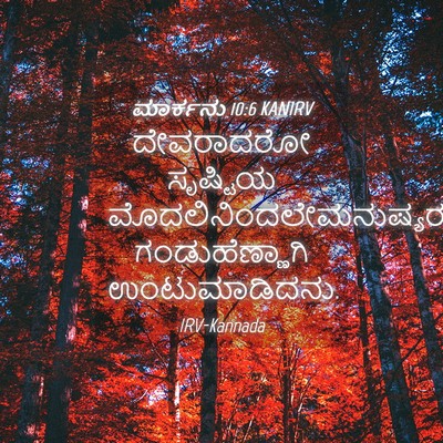 Picture 04 - ಮಾರ್ಕನು 10:6 KANIRV - ದೇವರಾದರೋ ಸೃಷ್ಟಿಯ - Bible Verse Picture