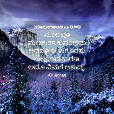 Picture 04 - ಯಾಜಕಕಾಂಡ 11:6 KANIRV - ಮೊಲವೂ - Bible Verse Picture
