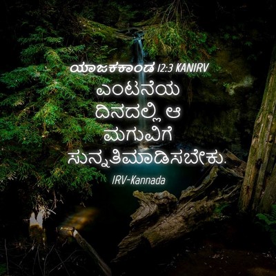 Picture 04 - ಯಾಜಕಕಾಂಡ 12:3 KANIRV - ಎಂಟನೆಯ ದಿನದಲ್ಲಿ ಆ - Bible Verse Picture