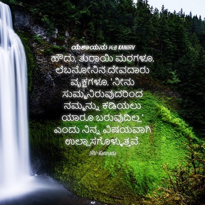Picture 04 - ಯೆಶಾಯನು 14:8 KANIRV - ಹೌದು, ತುರಾಯಿ ಮರಗಳೂ, - Bible Verse Picture