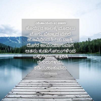 Picture 04 - ಯೆಶಾಯನು 18:5 KANIRV - ಕೊಯ್ಲಿನ ಕಾಲಕ್ಕೆ - Bible Verse Picture
