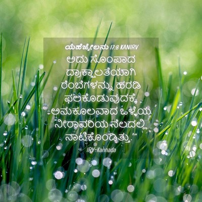 Picture 04 - ಯೆಹೆಜ್ಕೇಲನು 17:8 KANIRV - ಅದು ಸೊಂಪಾದ - Bible Verse Picture