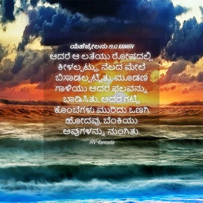 Picture 04 - ಯೆಹೆಜ್ಕೇಲನು 19:12 KANIRV - ಆದರೆ ಆ ಲತೆಯು - Bible Verse Picture