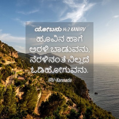Picture 04 - ಯೋಬನು 14:2 KANIRV - ಹೂವಿನ ಹಾಗೆ ಅರಳಿ - Bible Verse Picture
